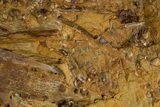 Dinosaur Tendons, Tooth, and Bones in Sandstone - Wyoming #303352-1